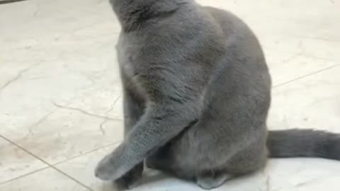 FUNNY CAT