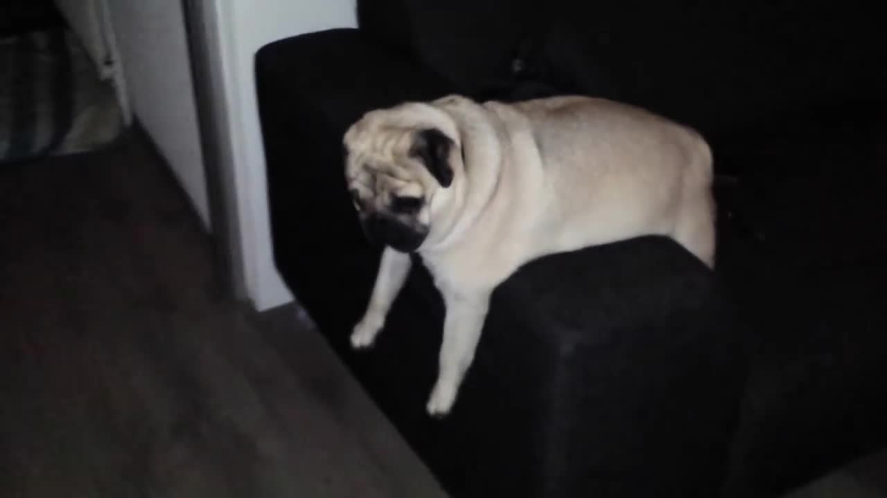 Pug after party