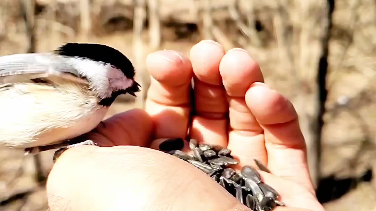 Birds feeding from human hand