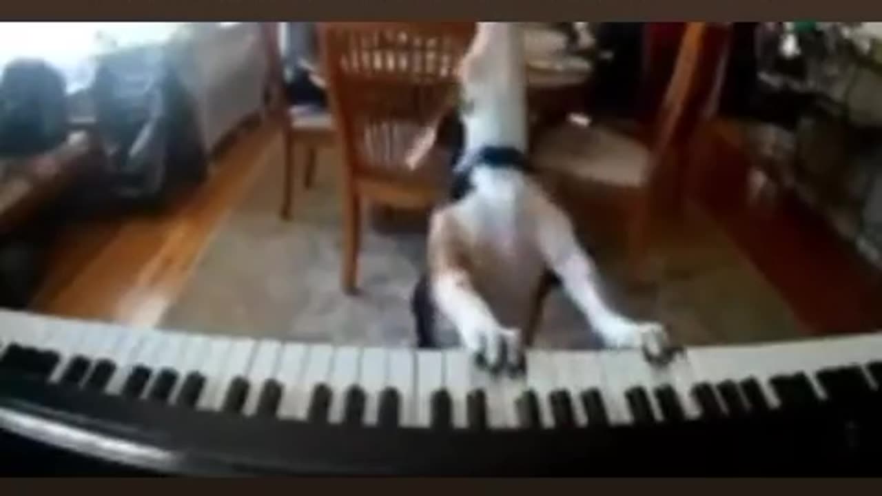 Talented dog