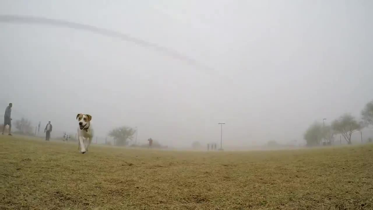 Playful dog steals and runs off with GoPro