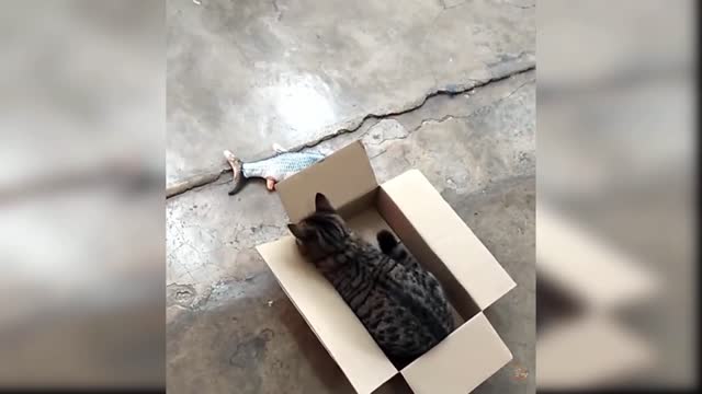 Baby Cats - Cute and Funny Cat Videos