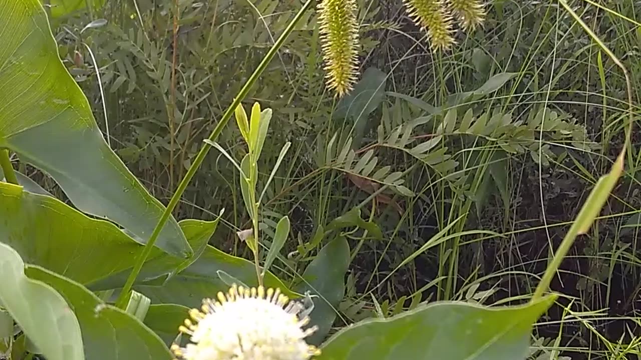 Sugar Shack Buttonbush