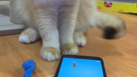 Cute Cat 😸 mobile game 🎯 enjoy #short #video #game #enjoy #mobile