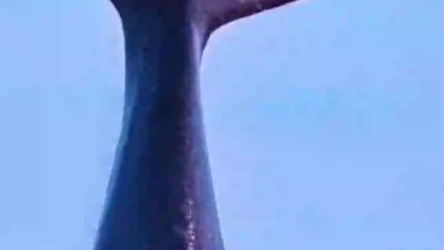 A whale this big can stand on its head and lift its tail into the air