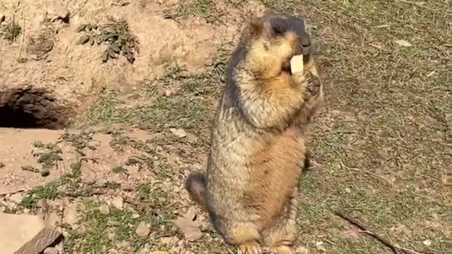 This groundhog is really funny, just a little fat😂😂🤣