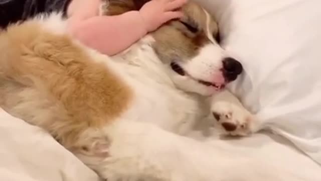 Dogs_And Babies Are Best Friends