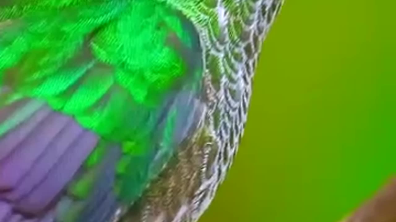 Beautiful humming bird