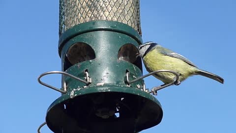 Beautiful green bird eating from a food relationship