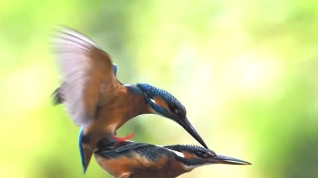 Kingfisher: Death from Above