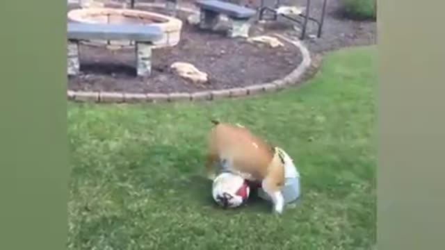 Piculiar Animal movements ❤️❤️❤️