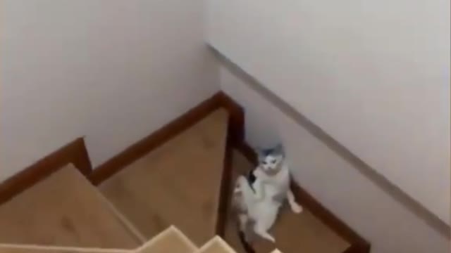 CUTE ANIMALS THAT WILL SHOCK YOU 😮