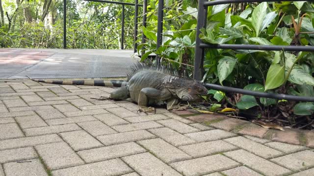 Iguana Eating - Zoo Ave Wildlife Sanctuary in Alajuela, Costa Rica