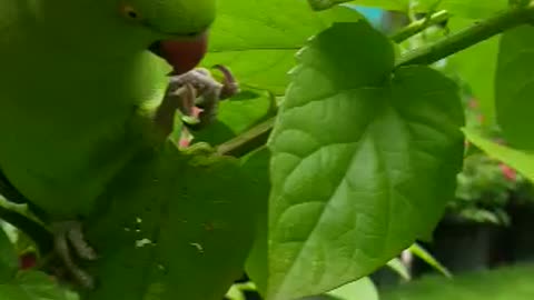 Parrot comes to my garden and eats from my hand