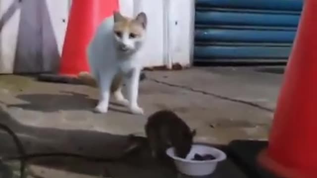 Cat Not Interested On Rat