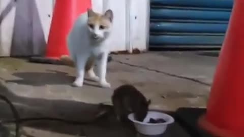 Cat Not Interested On Rat