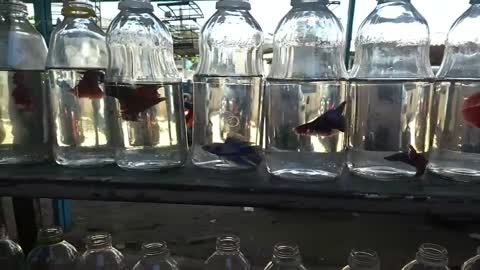 sale of bettas and ornamental fish at the parangaba fair Ceará brazil