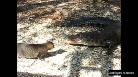 Funny Animals