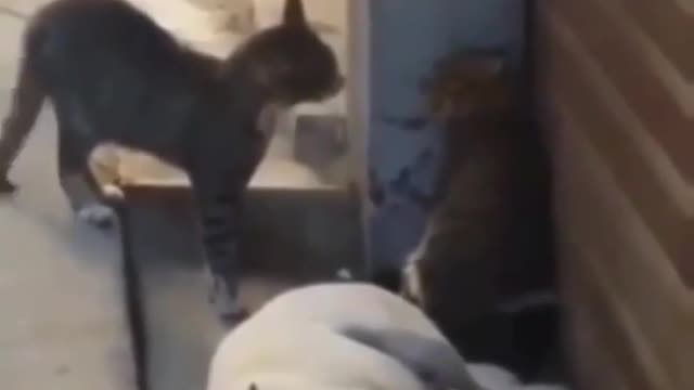 Cat Vs Cat And Dog Scared By Their Fight🤣🤣🤣