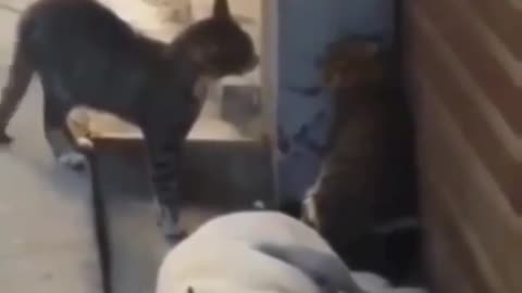 Cat Vs Cat And Dog Scared By Their Fight🤣🤣🤣