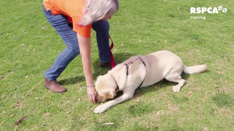 very funny dog training in vedio mora funny momanta