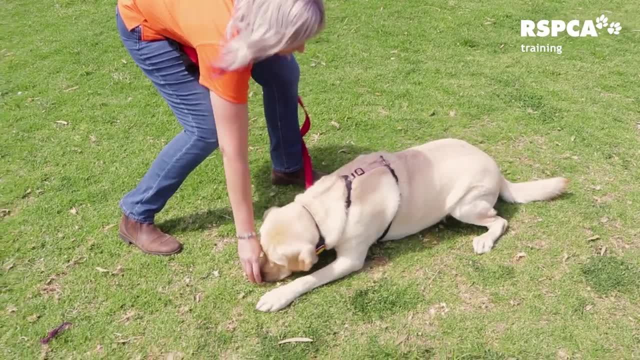 very funny dog training in vedio mora funny momanta