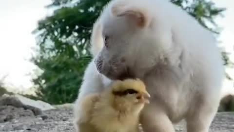 The hateful dog bullies the chicken