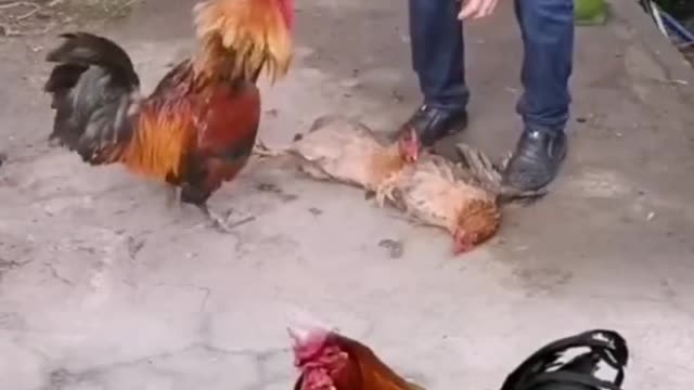 Cock VS Hen