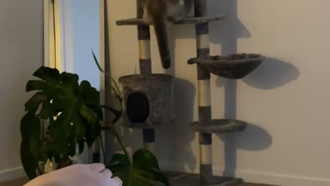 Kitty Too Heavy for Cat Tree