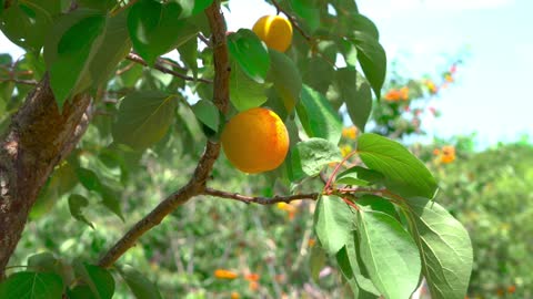 fruit，fruit