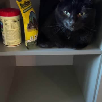 What is it with cats and shelves lol