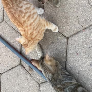 What is this squeaking beetle?