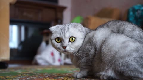 A Cat On The Floor Looking Curiously At The Camera