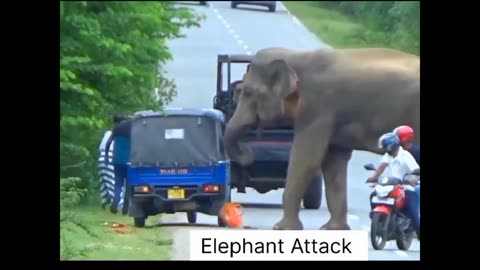 Wild elephant attack