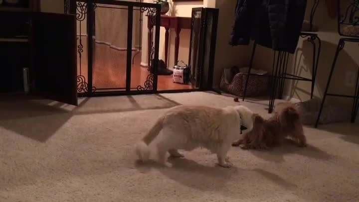 Cat and cute puppy playing each other