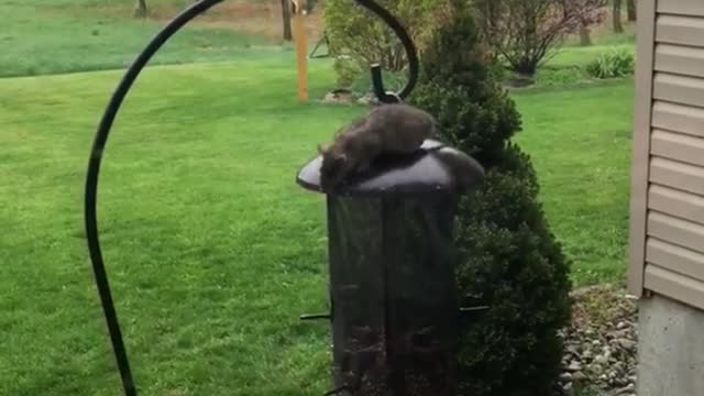 Rat falls off lamp