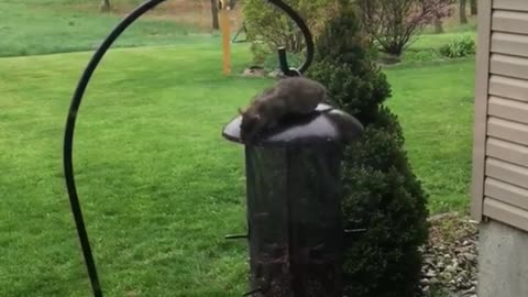 Rat falls off lamp