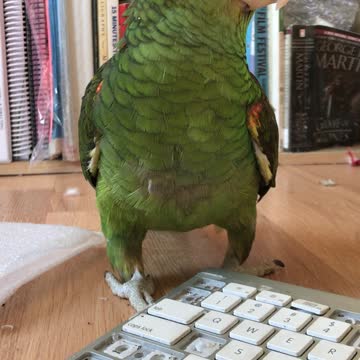 BIRD EAT MY APPLE KEYBOARD!