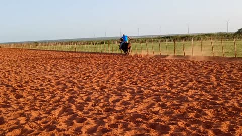 vaquejada training with luna