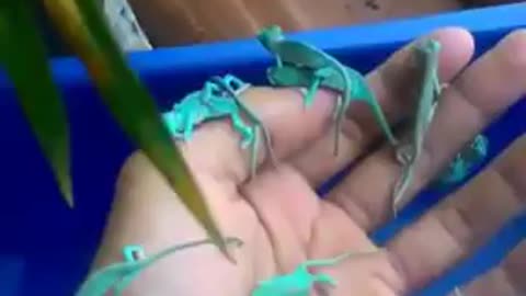 Beautiful Animals, Awesomeness of nature