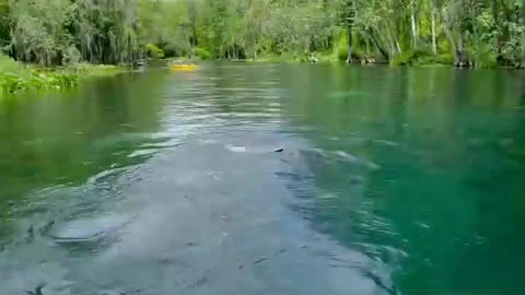 Manatee Snort