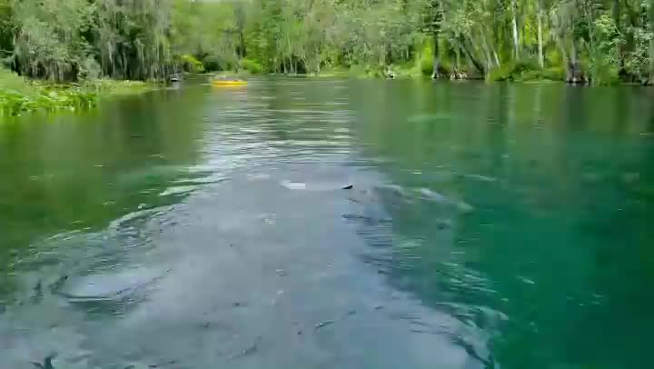 Manatee Snort