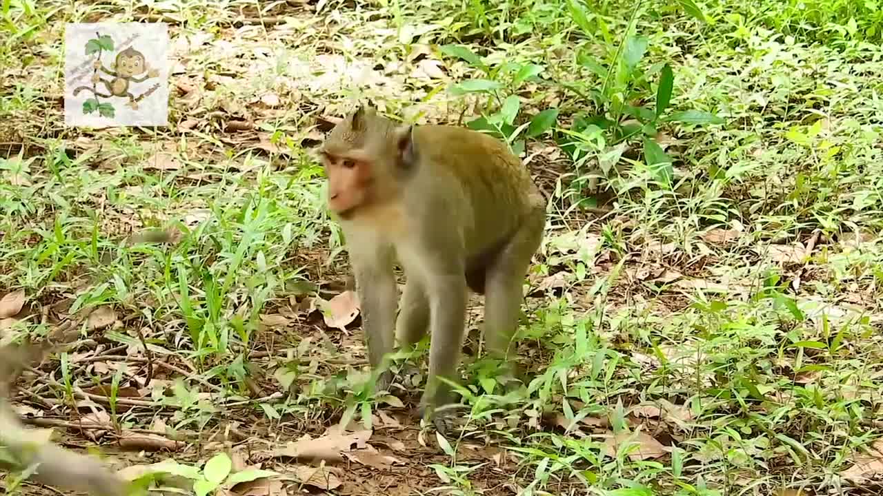 Wow Young Monkey make mating funny😂