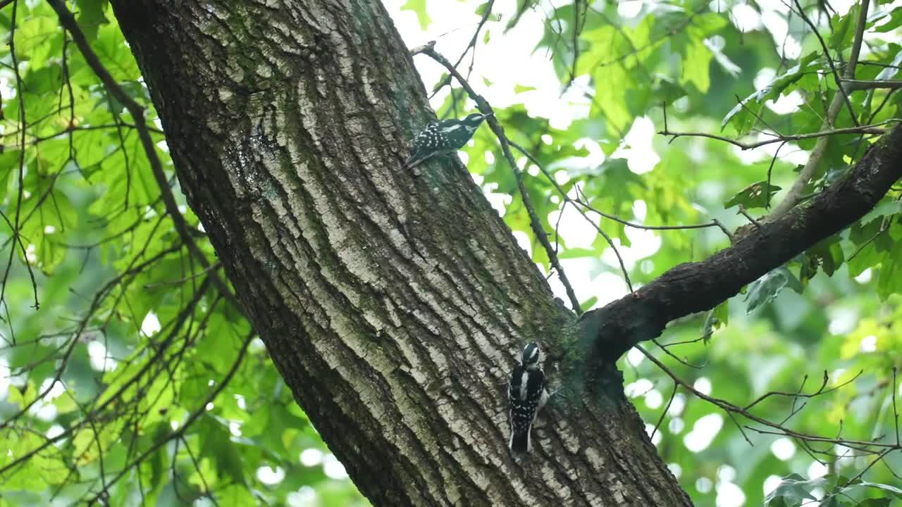 Hairy Tangling