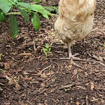 OMC! Hens pecking and hanging out under the Lilac bushes.