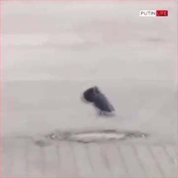 The Pigeon who shat on Biden