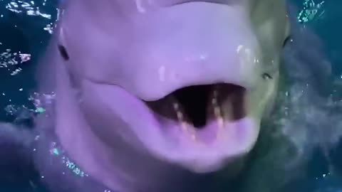 You have never saw this type of beautiful dolphin