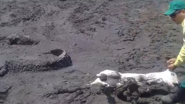 Sad Results of Drought and Fires