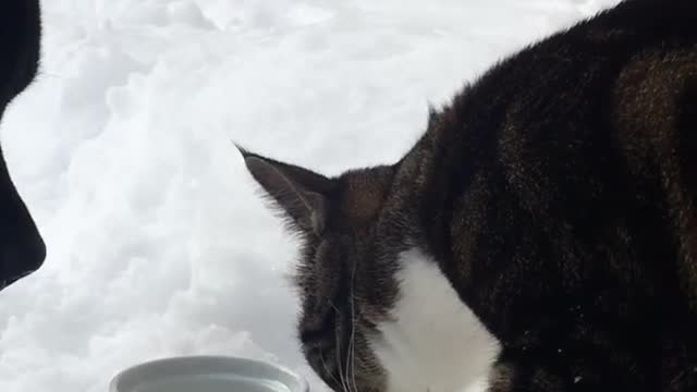 Black pitbull dog and cat share white water bowl in snow