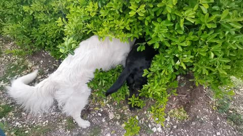 Dogs Have a Secret Meeting in a Bush